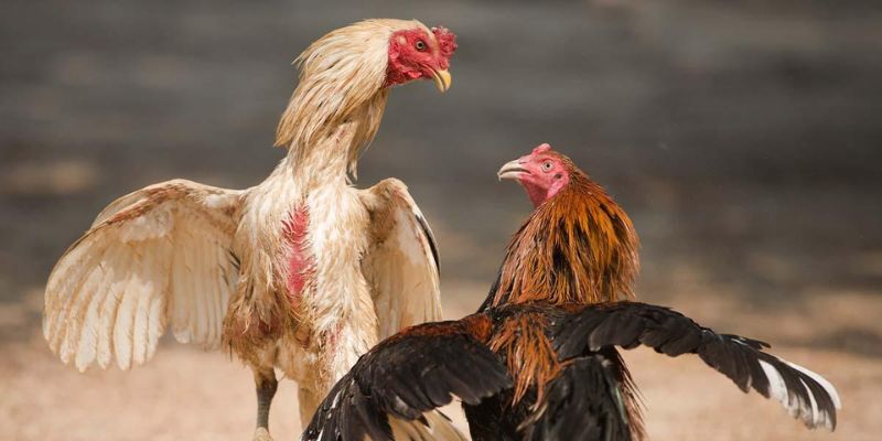 Đá gà 4K cựa sắt