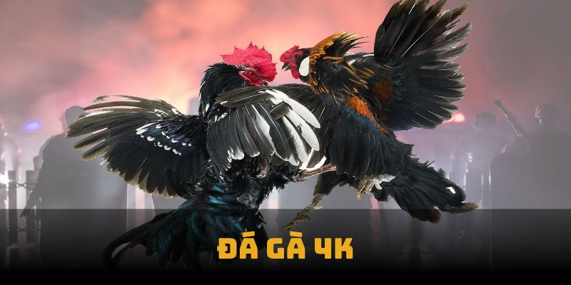 Về sảnh đá gà 4K
