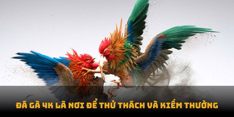 Ưu điểm sảnh đá gà 4K